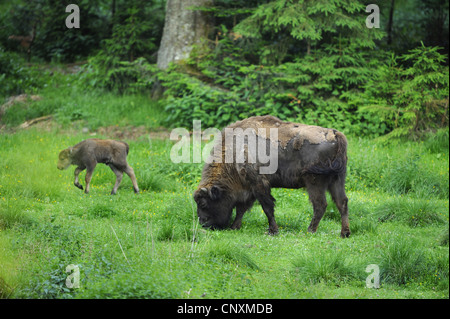 Europäische Bison, Wisent (Bison Bonasus), Weiblich, die Beweidung mit ein Kalb auf einer Wiese an einem Wald Rand, Deutschland, Bayern, Nationalpark Bayerischer Wald Stockfoto