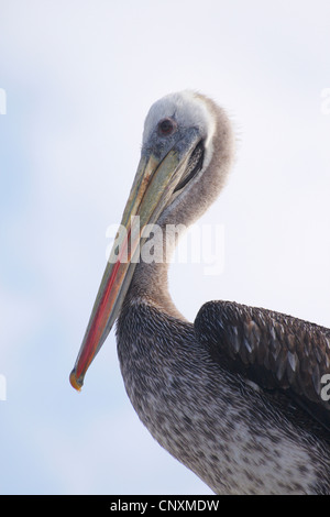 Peruanischen Pelikan (Pelecanus Thagus), Porträt, Chile, Antofagasta Stockfoto