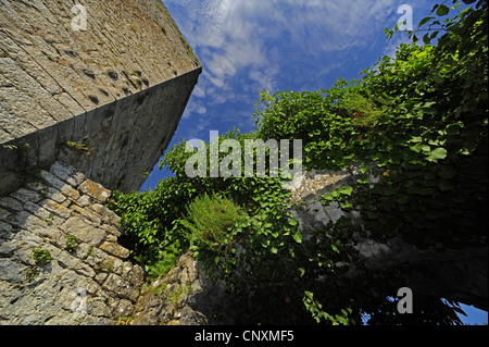 Blick auf die Burgruine von Dvigrad, Kroatien, Kanfanar, Dvigrad, Istrien Stockfoto