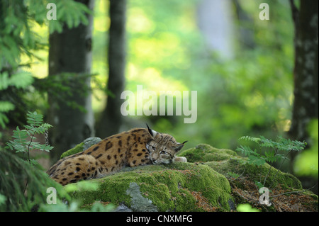 Eurasischer Luchs (Lynx Lynx), ruht auf einem bemoosten Felsen in einen Wald, Deutschland, Bayern, Nationalpark Bayerischer Wald Stockfoto