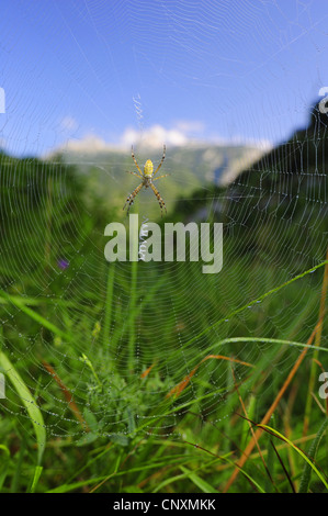 schwarz-gelbe Argiope, schwarz und gelb Kreuzspinne (Argiope Bruennichi), junge Menschen im Web, Slowenien, Soca-Tal Stockfoto