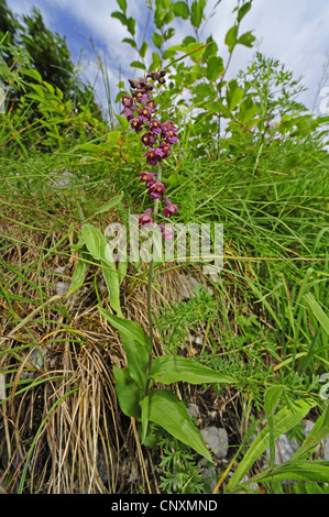 dunkelrote Helleborine, königliche Helleborine (Epipactis Atrorubens), blühen, Slowenien, Soca-Tal Stockfoto