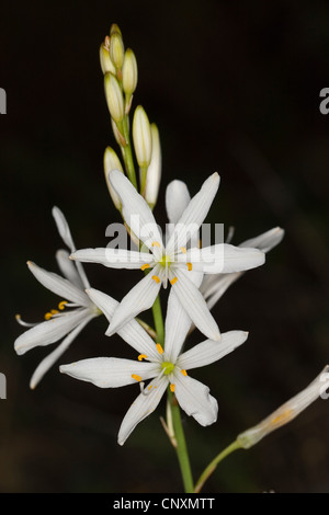 St. Bernard Lily (Anthericum Liliago), Blütenstand, Deutschland Stockfoto