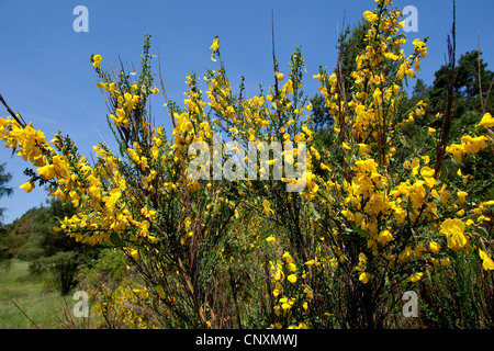 Scotch-Ginster (Cytisus Scoparius Sarothamnus Scoparius), blühen, Deutschland Stockfoto