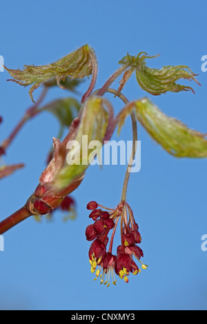 Blut-Johannisbeere, rote Blume Johannisbeeren, rot blühende Johannisbeere (Ribes Sanguineum), blühen Stockfoto