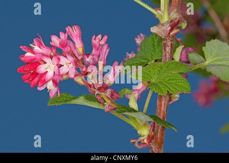 Blut-Johannisbeere, rote Blume Johannisbeeren, rot blühende Johannisbeere (Ribes Sanguineum), blühen Stockfoto