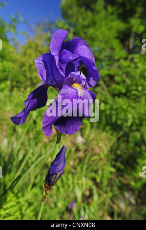 Orris, süße Iris (Iris Pallida SSP. Illyrica, Iris Illyrica), Blume, nationale Blume von Kroatien, Kroatien, Istrien Stockfoto