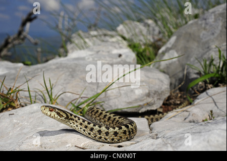 Wiesenotter, Orsini Viper (Vipera Ursinii Vipera Ursinii Macrops), liegend auf den Felsen, Kroatien Stockfoto