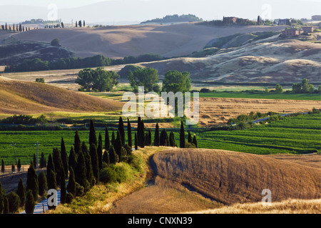 Italienische Zypresse (Cupressus Sempervirens), Landschaft in der Nähe von d ' Arbia, Italien, Tuscany Stockfoto