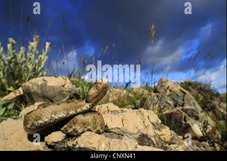Sand Viper, Nase-gehörnte Viper (Vipera Ammodytes), Weiblich, Kroatien, Pag Stockfoto