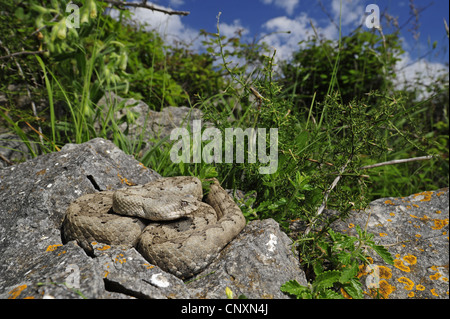 Sand Viper, Nase-gehörnte Viper (Vipera Ammodytes), Weiblich, Sonnenbaden, Kroatien, Pag Stockfoto