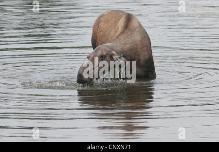 Eine Kuh Elch (Alces Alces) ernährt sich von Wasserpflanzen Gräser in einem Kettlehole Teich, Denali-Nationalpark, Alaska. Stockfoto