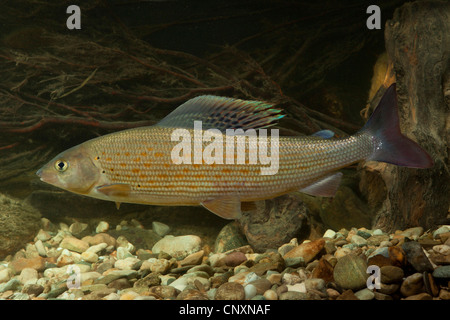 Äsche (Thymallus Thymallus), Milkner, Deutschland Stockfoto