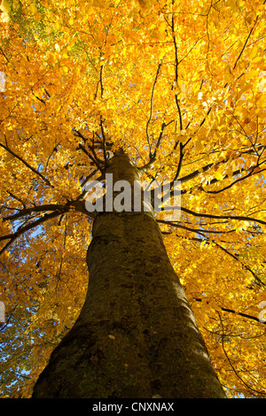 Rotbuche (Fagus Sylvatica), im Herbst, Deutschland, Bayern Stockfoto