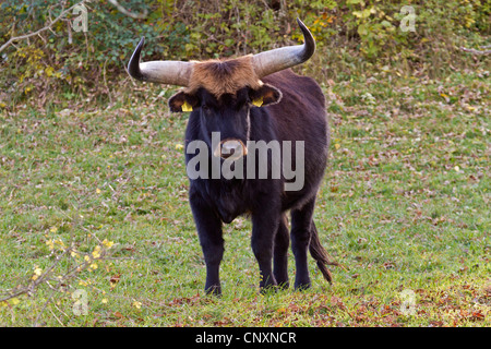 Auerochsen (Hausrind) (Bos Taurus, Bos Primigenius), Heck Bull stehen in einer Wiese, Deutschland, Bayern Stockfoto
