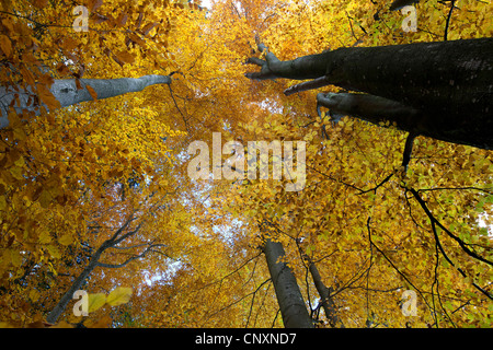 Rotbuche (Fagus Sylvatica), im Herbst, Deutschland, Bayern Stockfoto