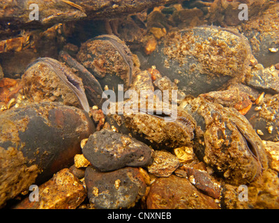 Süßwasser Perle Muschel (schottische Flussperlmuschel), östliche Pearlshell (Margaritifera Margaritifera), mit Seareq Siphons, Deutschland, Bayern, Fichtelgebirge Stockfoto