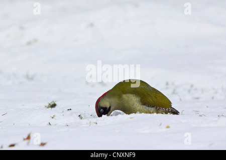 Grünspecht (Picus Viridis), auf der Suche nach Ameisen im Schnee bedeckt, Wiese, Deutschland, Bayern, Isental Stockfoto