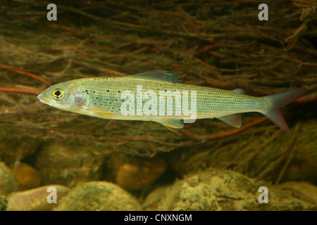 Äsche (Thymallus Thymallus), Spawner, Deutschland Stockfoto