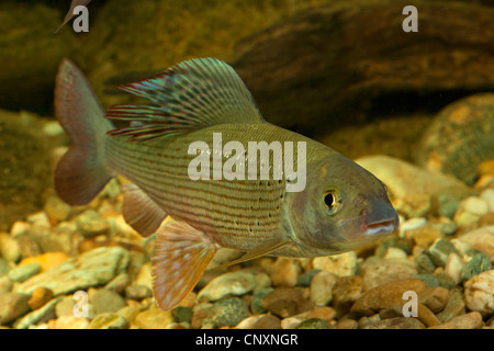 Äsche (Thymallus Thymallus), Milkner, Deutschland Stockfoto