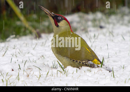 Grünspecht (Picus Viridis), auf der Suche nach Ameisen im Schnee bedeckt, Wiese, Deutschland, Bayern, Isental Stockfoto