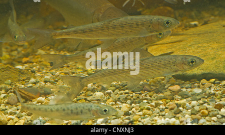 Äsche (Thymallus Thymallus), Jugendliche, Schule, Deutschland Stockfoto