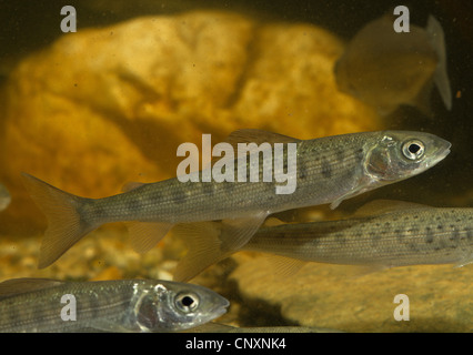 Äsche (Thymallus Thymallus), juvenile Farben, Deutschland Stockfoto