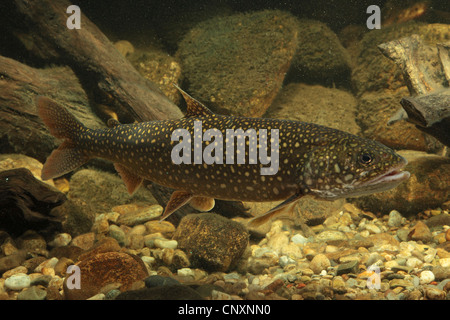 Amerikanische Seeforelle, große Seeforelle, Seeforellen (Namaycush Fischerei) Stockfoto