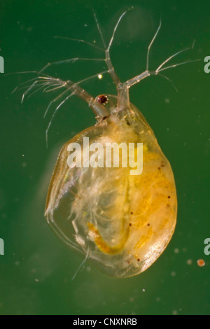 Großen Wasserfloh (Daphnia vgl. Magna), Deutschland Stockfoto