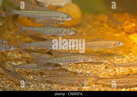 Äsche (Thymallus Thymallus), Schule von Jungtieren, Deutschland Stockfoto