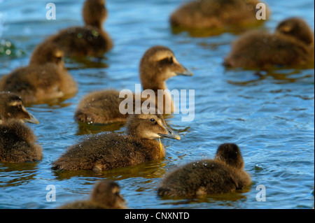 gemeinsamen Eiderenten (Somateria Mollissima), Küken, Dänemark, Bornholm schwimmen Stockfoto