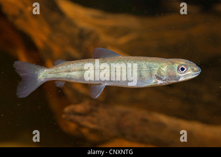 Huchen, Huchen (Hucho Hucho), Juvenile mit typischen Färbung, Deutschland Stockfoto