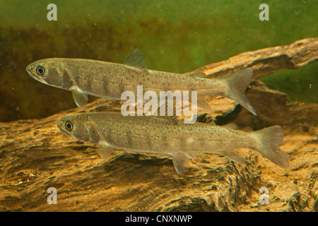 Huchen, Huchen (Hucho Hucho), Juvenile mit typischen Färbung, Deutschland Stockfoto