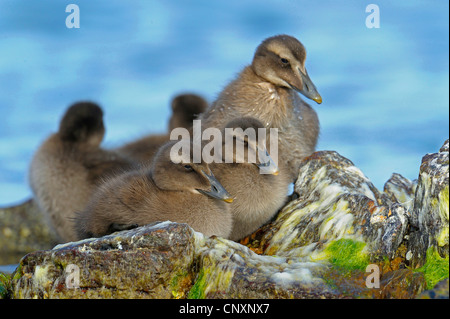 gemeinsamen Eiderenten (Somateria Mollissima), mehrere Küken, Dänemark, Bornholm Stockfoto