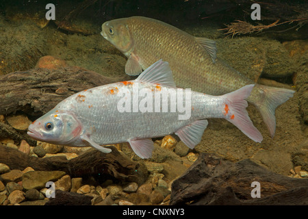 IDE, Orfe (Leuciscus IDU), weiße Morph, Deutschland Stockfoto