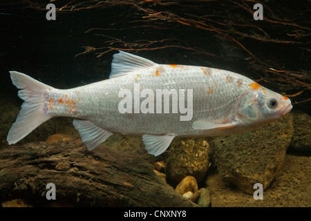 IDE, Orfe (Leuciscus IDU), weiße Morph, Deutschland Stockfoto