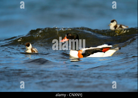 gemeinsamen Brandgans (Tadorna Tadorna), Schwimmen mit Küken auf Wasser, Dänemark, Bornholm Stockfoto