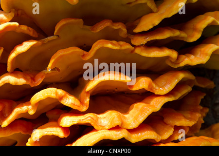 Huhn des Waldes (Laetiporus Sulphureus) an Silberweide mit Guttation fällt, Deutschland, Bayern, Chiemseeufer Stockfoto