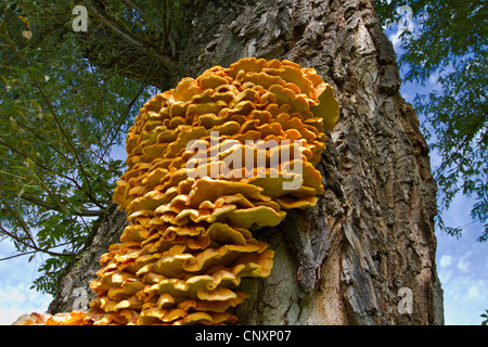 des Waldes (Laetiporus Sulphureus) an Silberweide, Deutschland, Bayern, Chiemseeufer Huhn Stockfoto