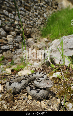 Sand Viper, Nase-gehörnte Viper (Vipera Ammodytes), Männchen auf Wand der Burgruine Kalnik, Kroatien, Kalnik Stockfoto