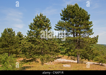 Europäische schwarze Kiefer, österreichische Schwarzkiefer, Schwarzkiefer, Korsischen Schwarzkiefer (Pinus Nigra) Stockfoto