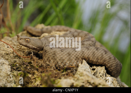 Sand Viper, Nase-gehörnte Viper (Vipera Ammodytes), junge Frau, Kroatien, Kalnikow Stockfoto