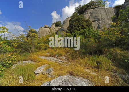 Biotop für Reptilien, Kroatien, Istrien, Dvigrad Stockfoto