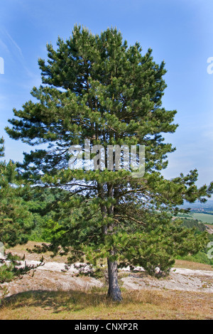 Europäische schwarze Kiefer, österreichische Schwarzkiefer, Schwarzkiefer, Korsischen Schwarzkiefer (Pinus Nigra), Baum Stockfoto