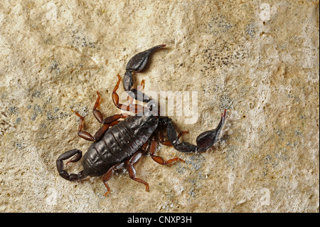 Italienischer Skorpion (Euscorpius Italicus), sitzt auf einem Felsen, Kroatien, Istrien, Dvigrad Stockfoto