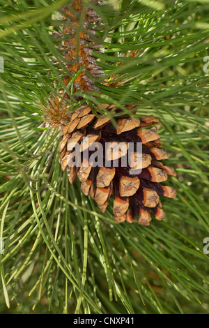 Europäische schwarze Kiefer, österreichische Schwarzkiefer, Schwarzkiefer, Korsischen Schwarzkiefer (Pinus Nigra), Zweig mit Konus Stockfoto