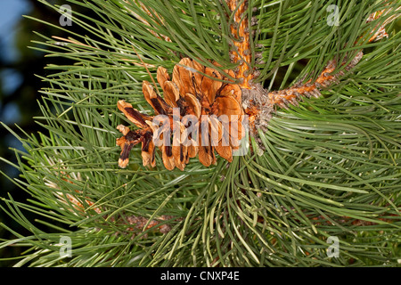 Europäische schwarze Kiefer, österreichische Schwarzkiefer, Schwarzkiefer, Korsischen Schwarzkiefer (Pinus Nigra), Zweig mit Konus Stockfoto