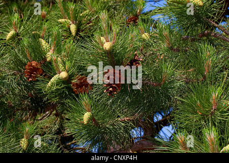 Europäische Schwarzkiefern, österreichische Schwarzkiefer, Schwarzkiefer, Korsischen Schwarzkiefer (Pinus Nigra), Zweige mit jungen eine Reife Kegel Stockfoto