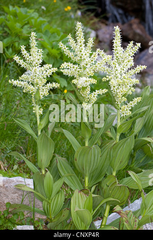 Germer, weißer Nieswurz (Veratrum Album), blühen, Deutschland Stockfoto