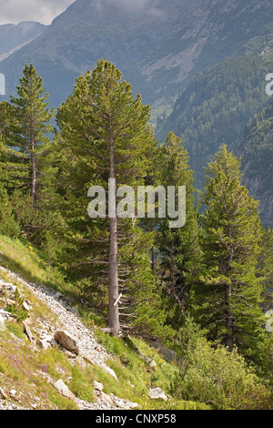 Zirbe, Arolla-Kiefer (Pinus Cembra), in den Alpen Stockfoto